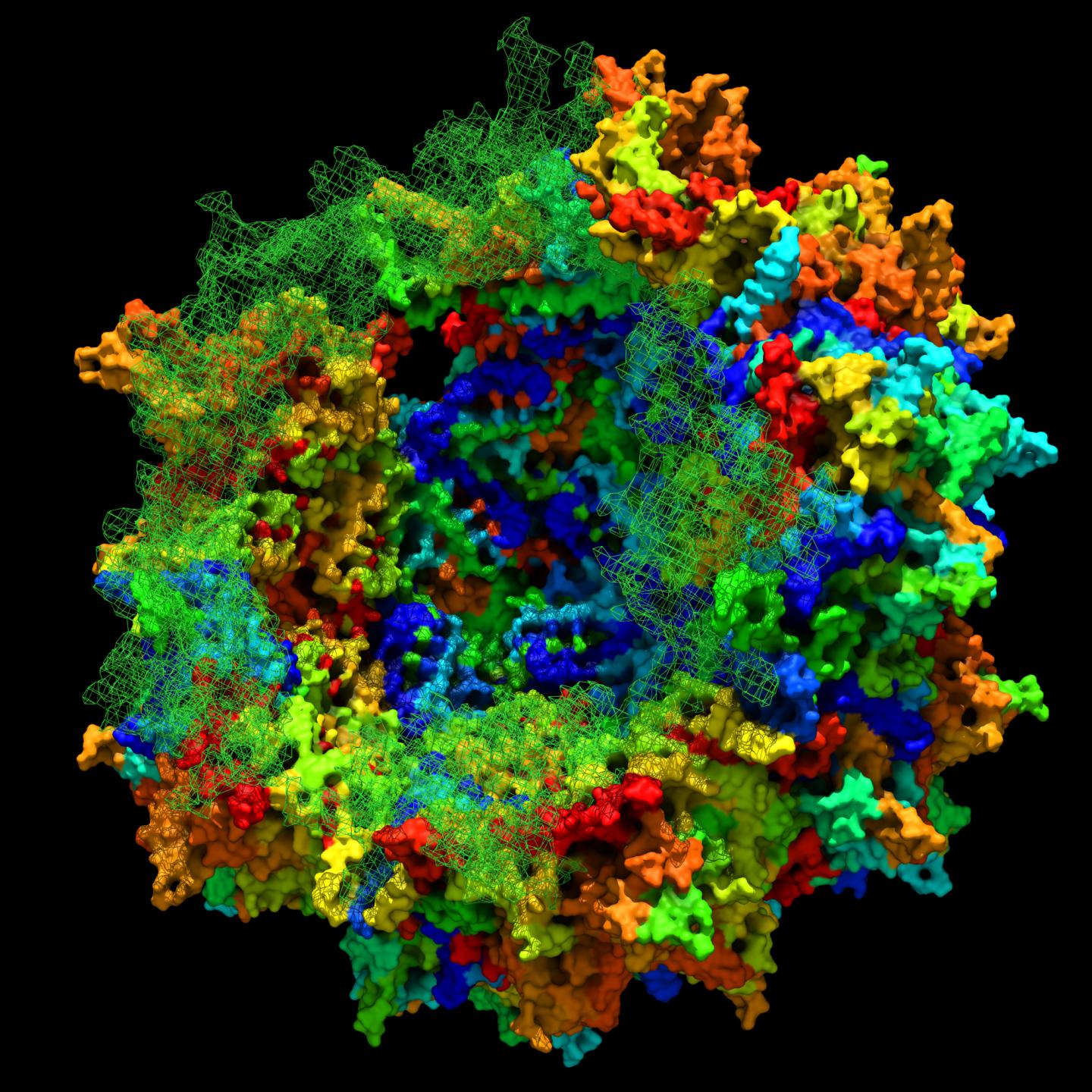 virus cartoon Harvard.jpg